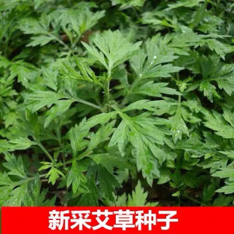 艾草种子食用药用野生草艾绒香驱蚊四季种青蒿艾蒿艾