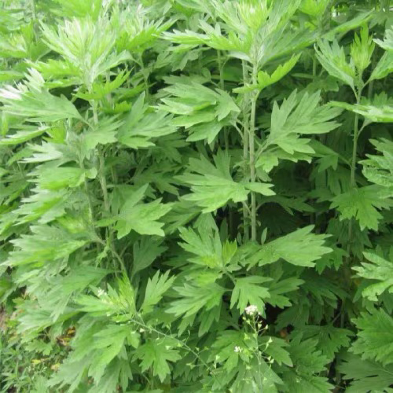 艾草种子食用药用野生草艾绒香驱蚊四季种青蒿艾蒿艾