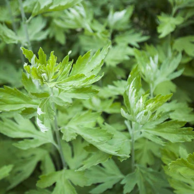 艾草种子食用药用野生草艾绒香驱蚊四季种青蒿艾蒿艾