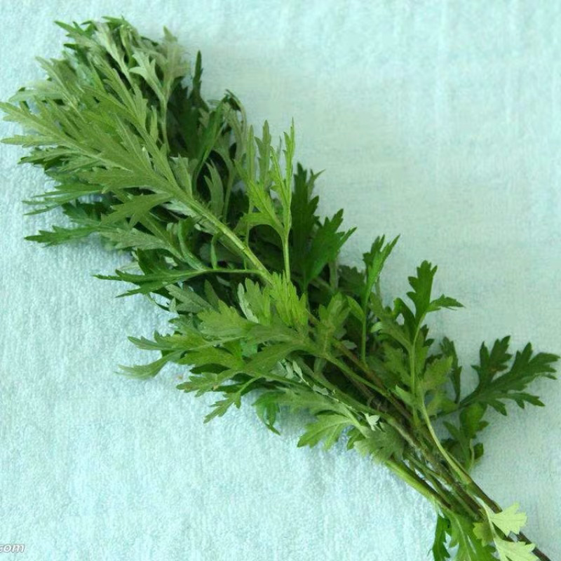 艾草种子食用药用野生草艾绒香驱蚊四季种青蒿艾蒿艾