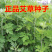 艾草种子食用药用野生草艾绒香驱蚊四季种青蒿艾蒿艾