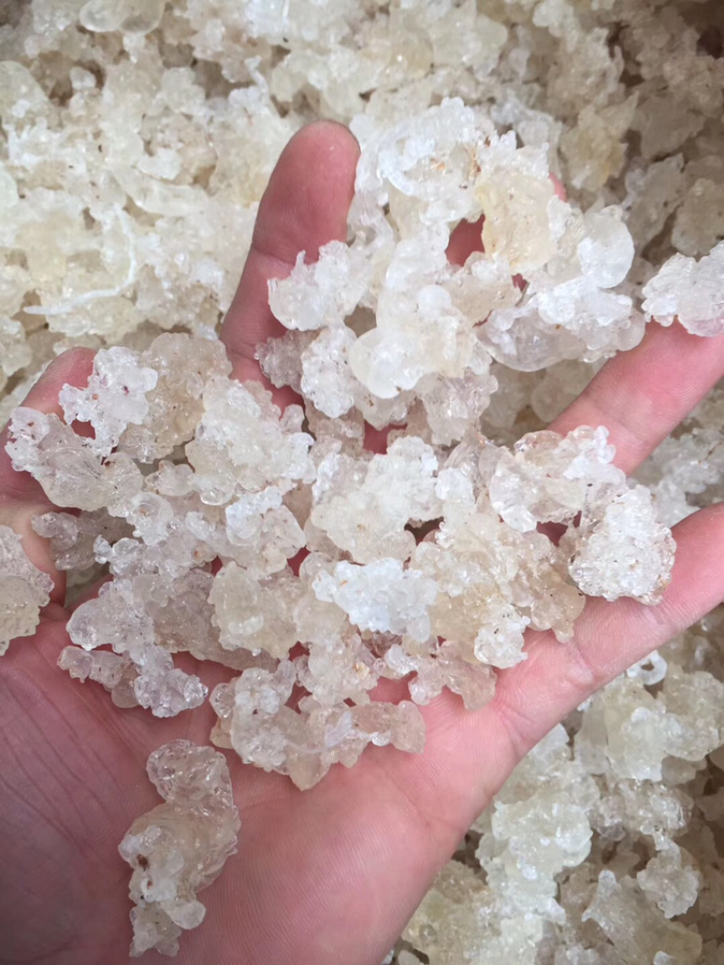 缅甸拉丝雪燕