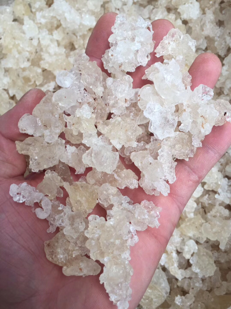 缅甸拉丝雪燕