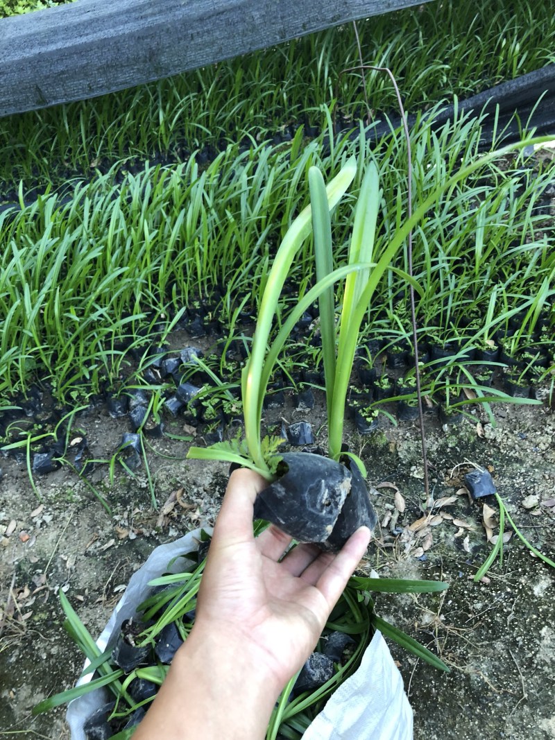 蜘蛛兰