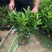 非洲茉莉