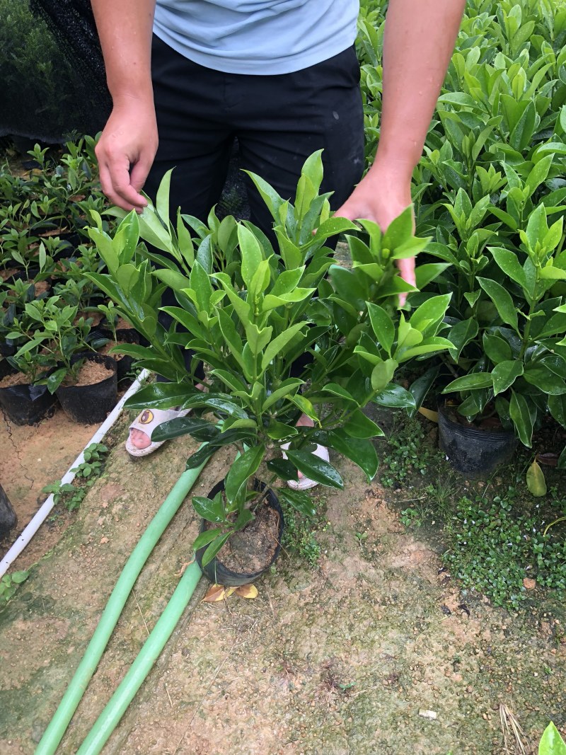 非洲茉莉