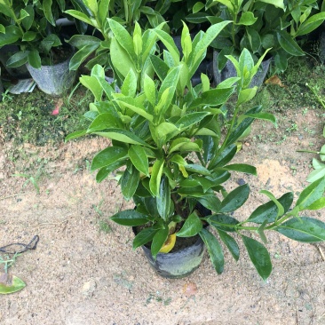 非洲茉莉