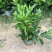 非洲茉莉