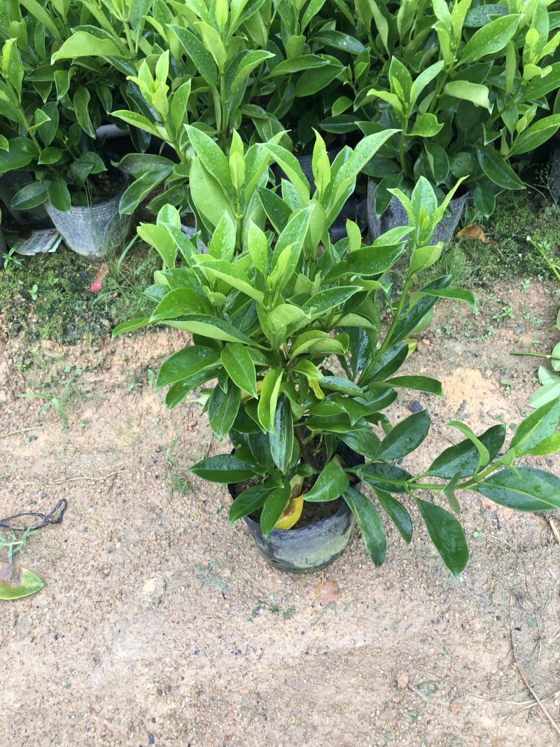 非洲茉莉