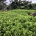 非洲茉莉