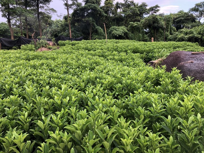 非洲茉莉
