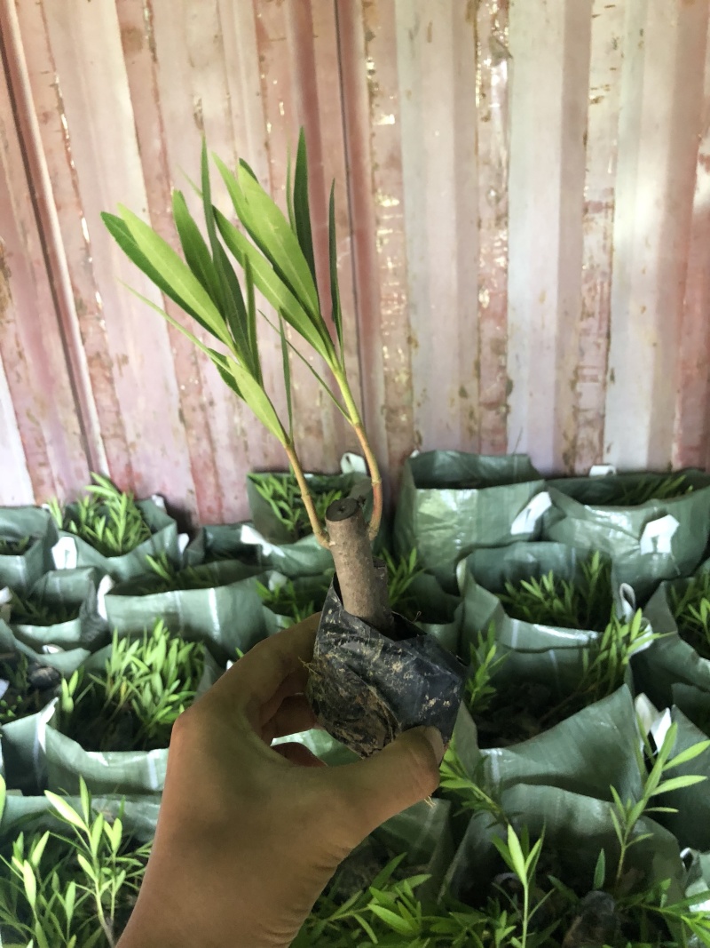 夹竹桃