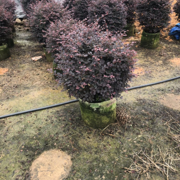 红花檵木