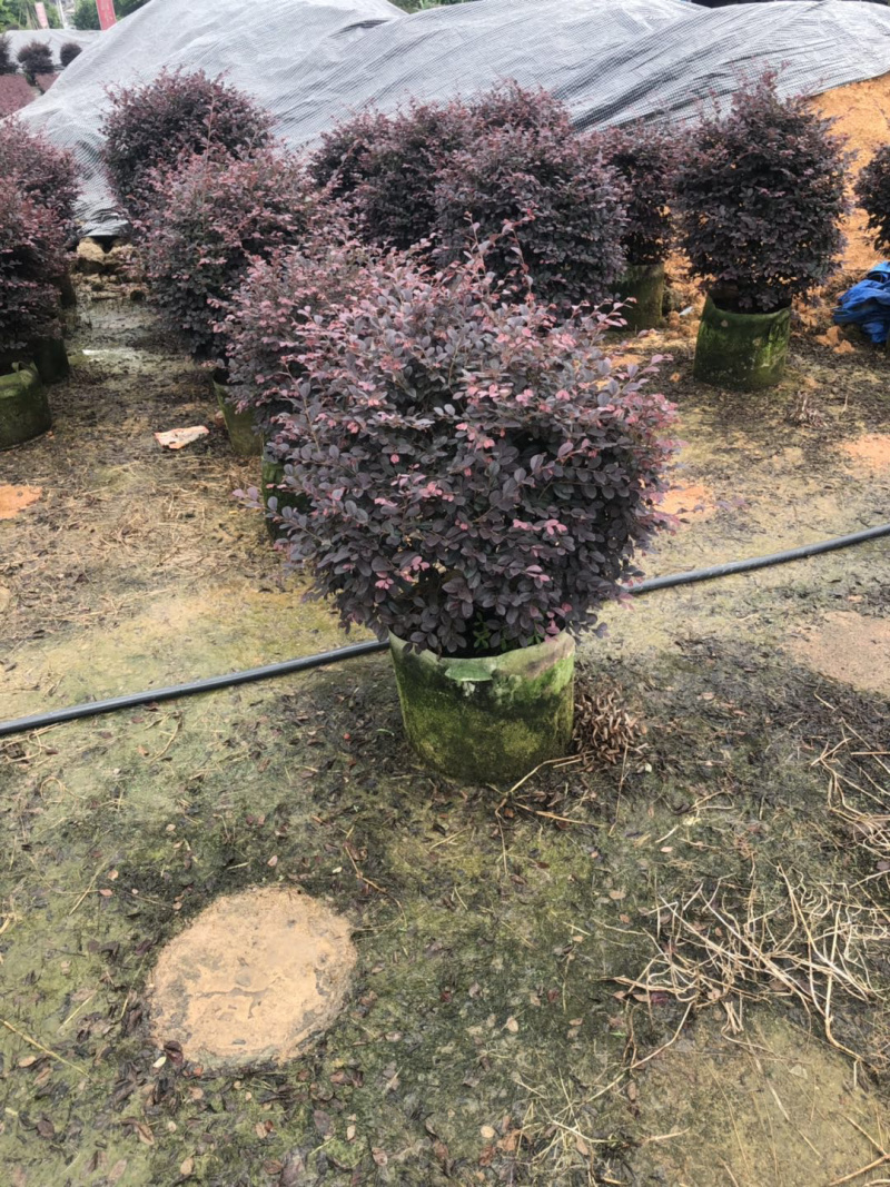 红花檵木