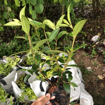巴西野牡丹