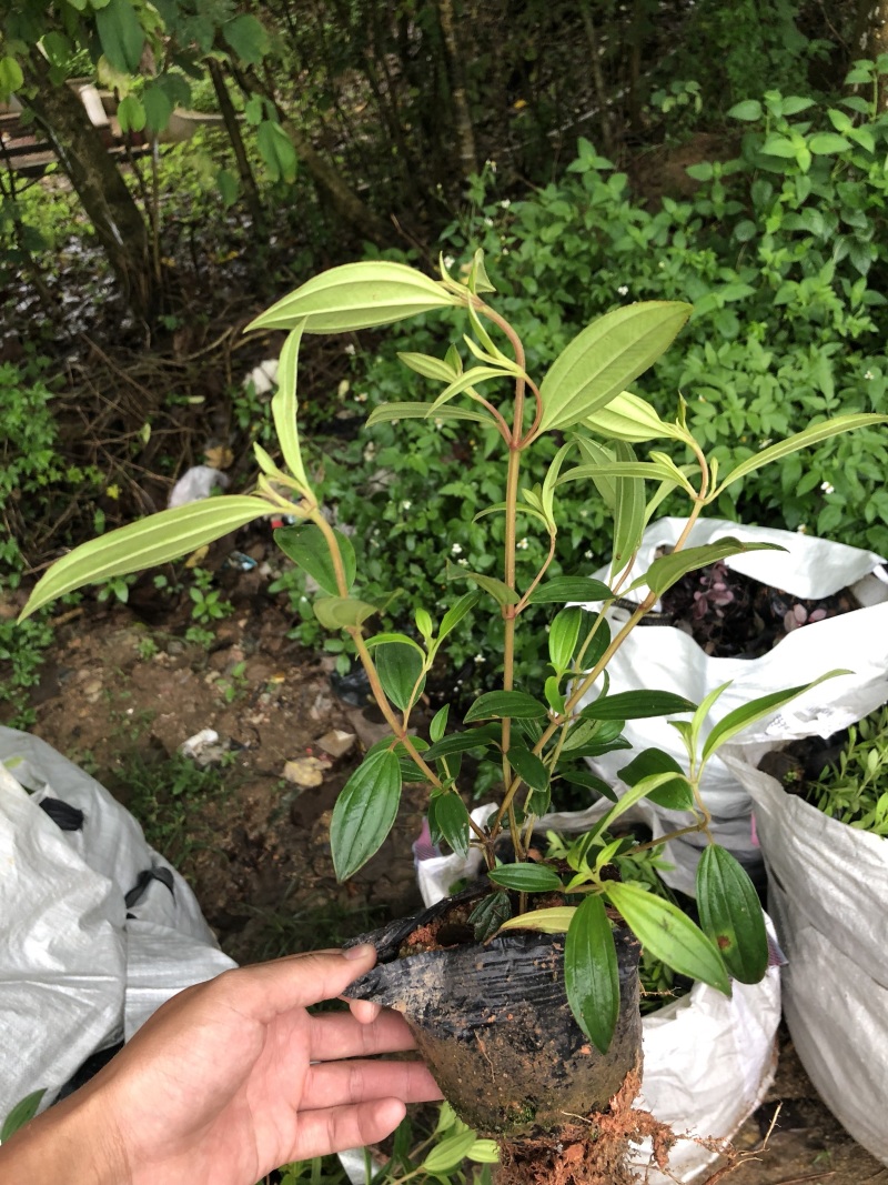巴西野牡丹