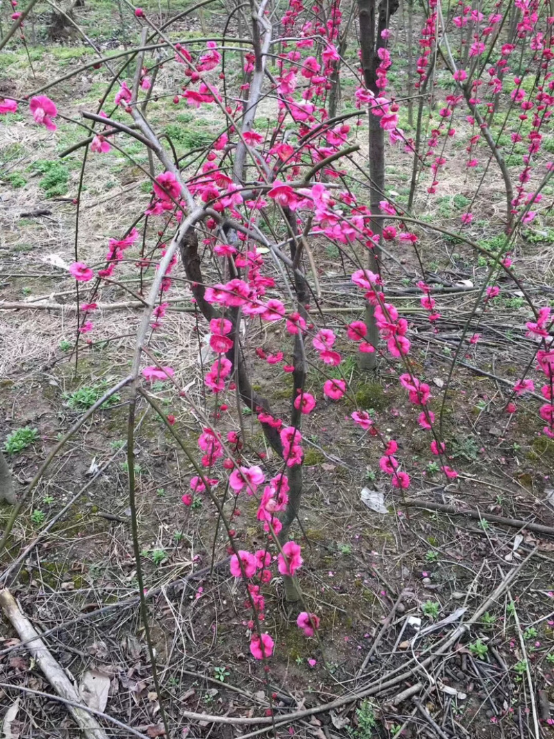 红梅小苗骨里红垂枝红梅小苗供应