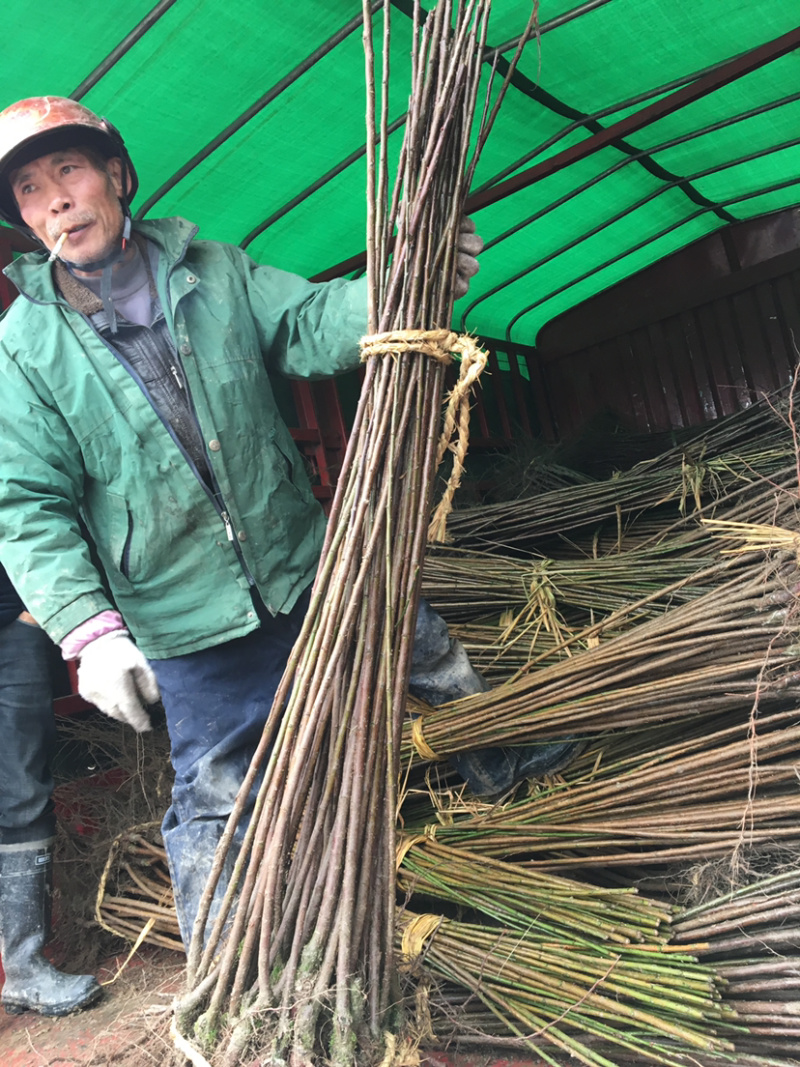 红梅小苗骨里红垂枝红梅小苗供应