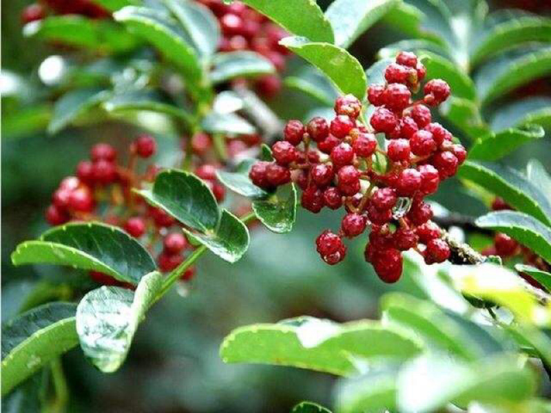 鲜花椒