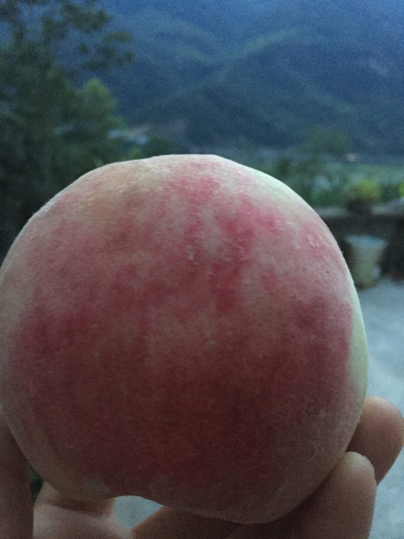 亲水万亩桃园，中熟皮球桃已上市了