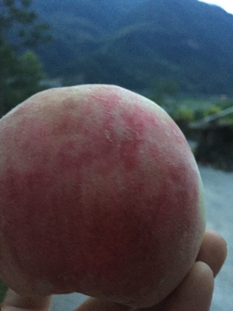 亲水万亩桃园，中熟皮球桃已上市了