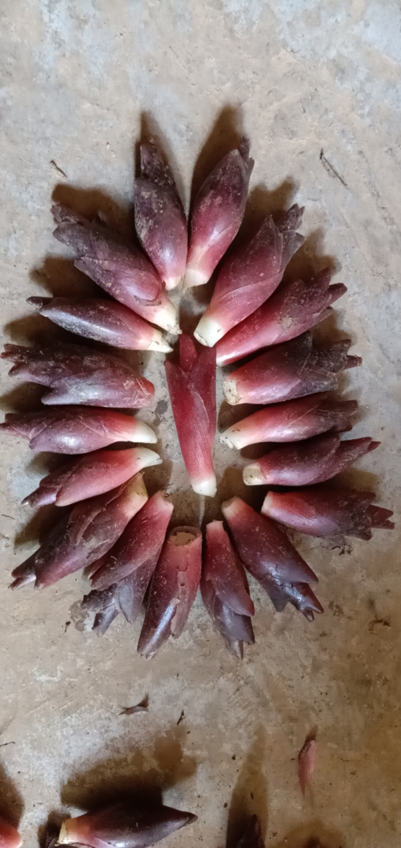 阳荷