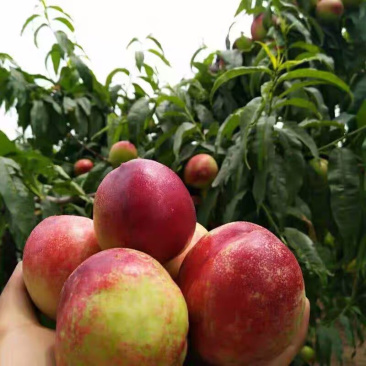 头茬油桃
