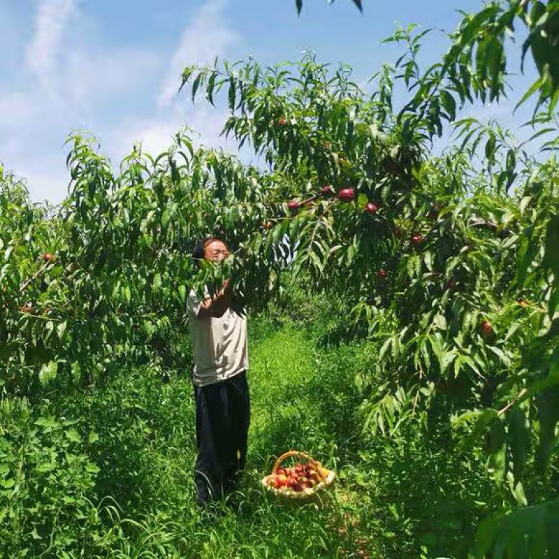 头茬油桃