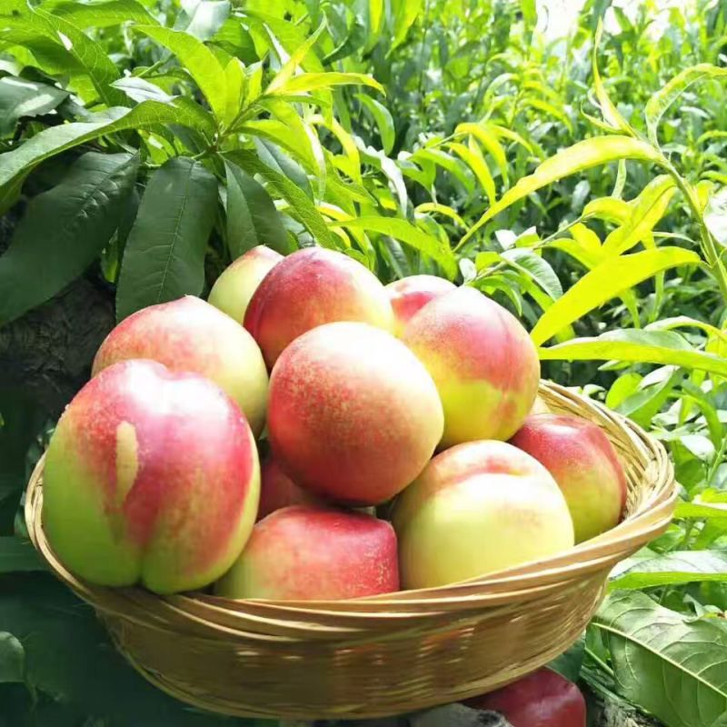 头茬油桃