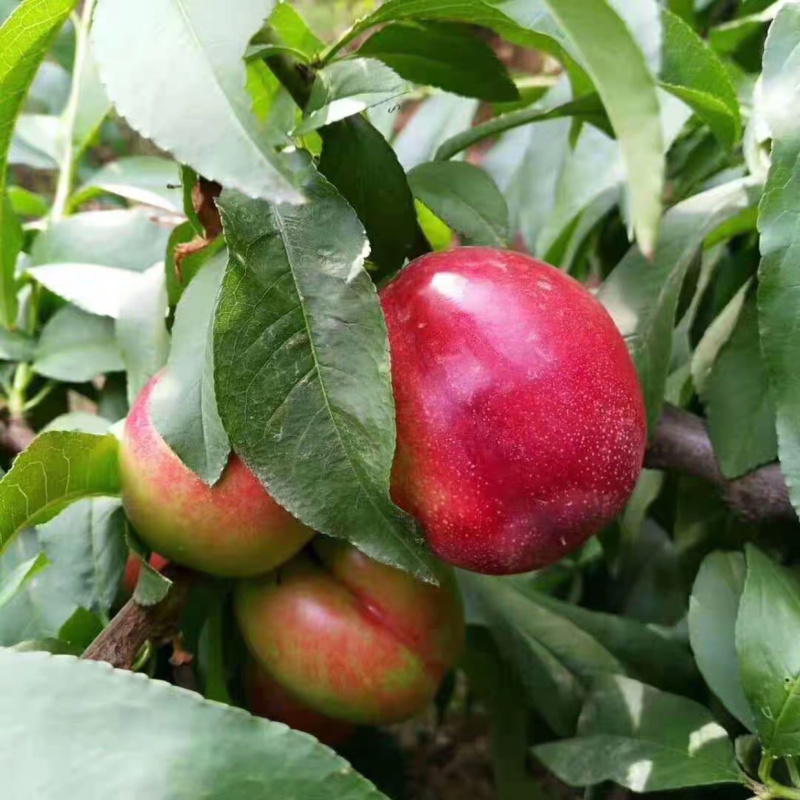 头茬油桃