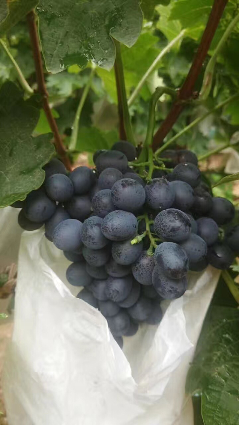 玫瑰香葡萄上市了葡萄🍇葡萄🍇葡萄香甜可口