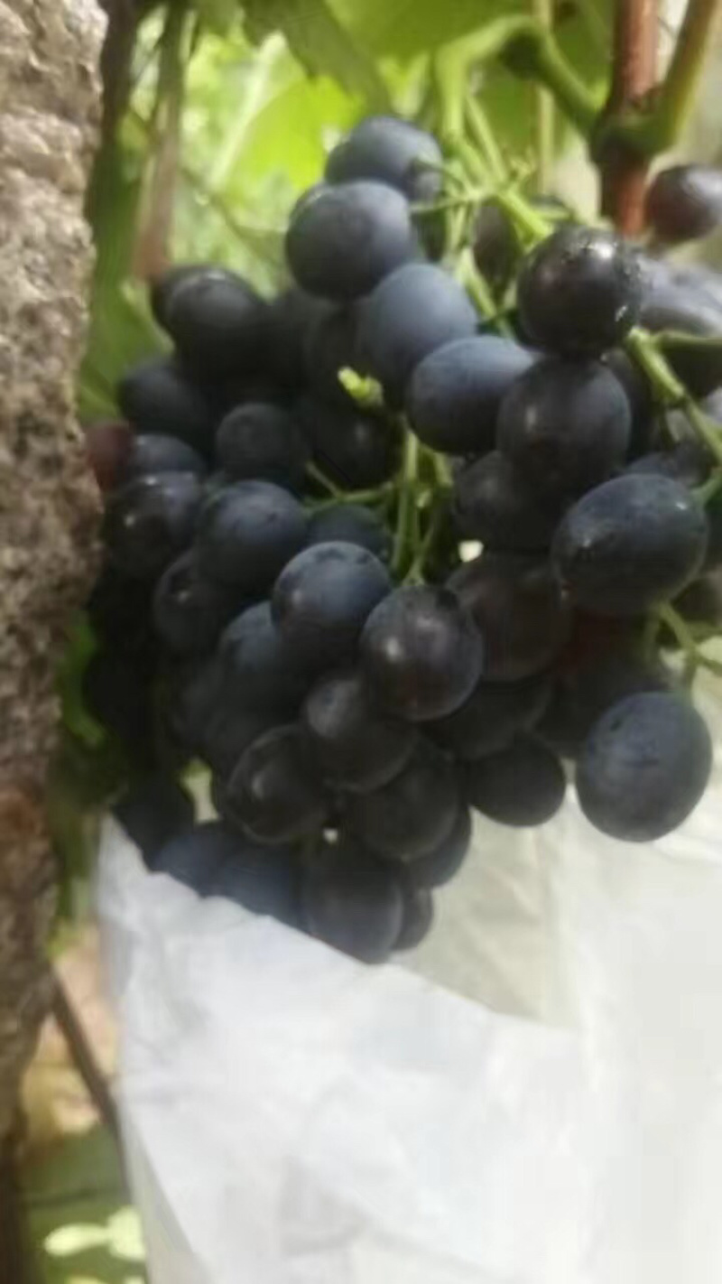 玫瑰香葡萄上市了葡萄🍇葡萄🍇葡萄香甜可口