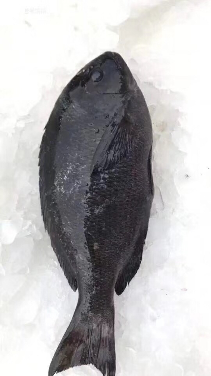 黑毛钓口黑毛钓鱼深海鱼海钓鱼刺身日料食材