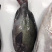 黑毛钓口黑毛钓鱼深海鱼海钓鱼刺身日料食材