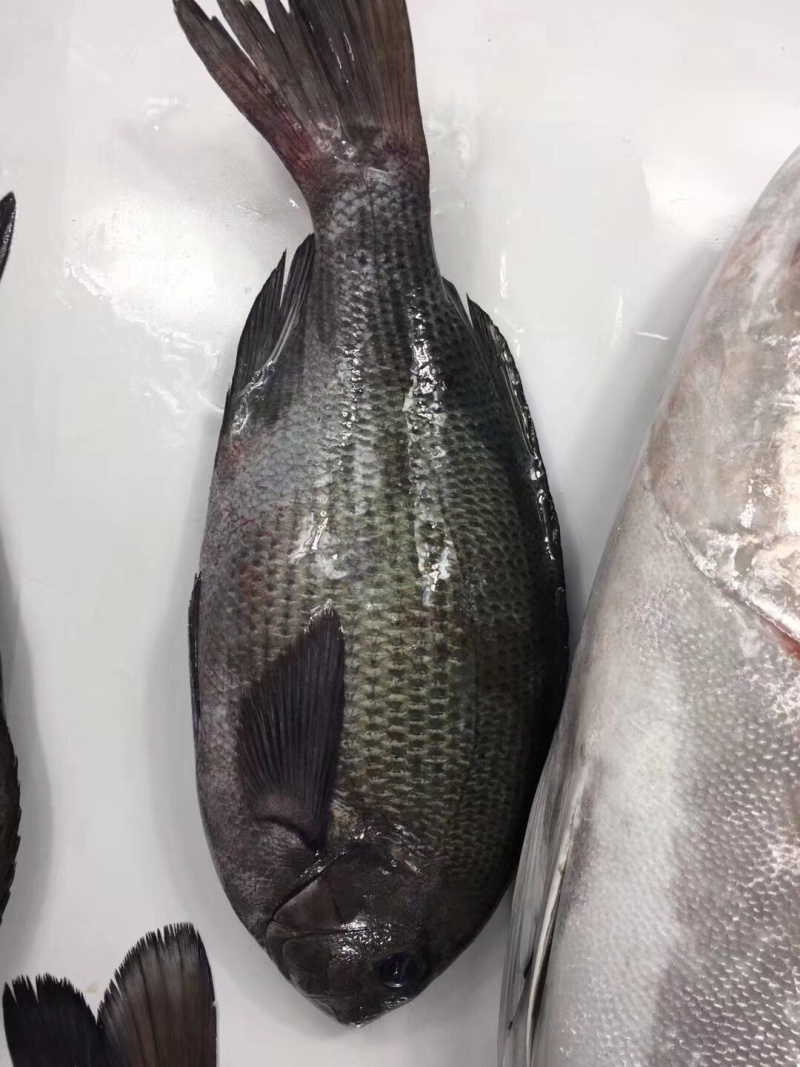 黑毛钓口黑毛钓鱼深海鱼海钓鱼刺身日料食材