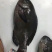 黑毛钓口黑毛钓鱼深海鱼海钓鱼刺身日料食材