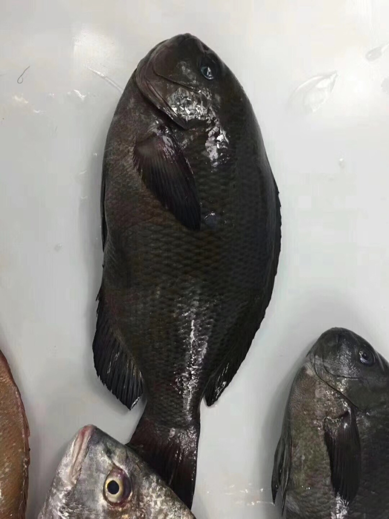 黑毛钓口黑毛钓鱼深海鱼海钓鱼刺身日料食材