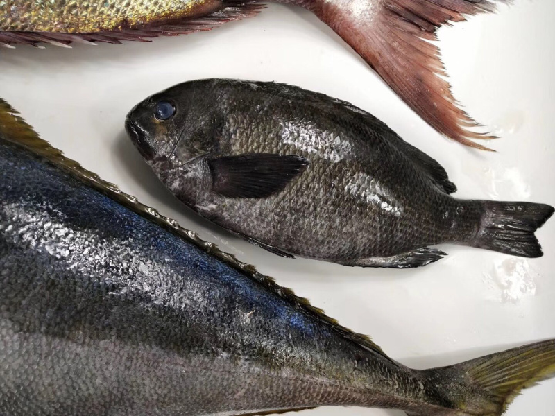 黑毛钓口黑毛钓鱼深海鱼海钓鱼刺身日料食材