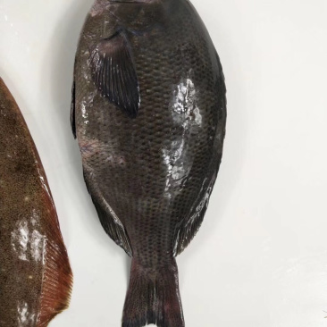 黑毛钓口黑毛钓鱼深海鱼海钓鱼刺身日料食材