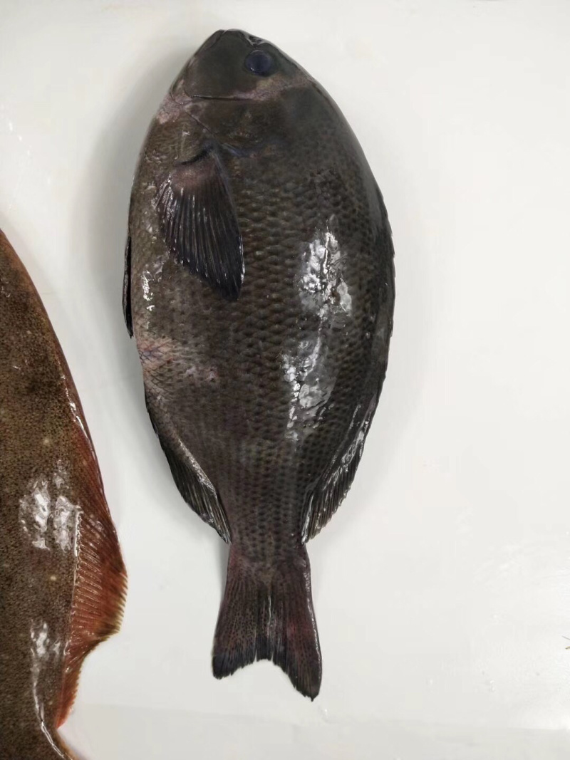 黑毛钓口黑毛钓鱼深海鱼海钓鱼刺身日料食材