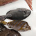 黑毛钓口黑毛钓鱼深海鱼海钓鱼刺身日料食材