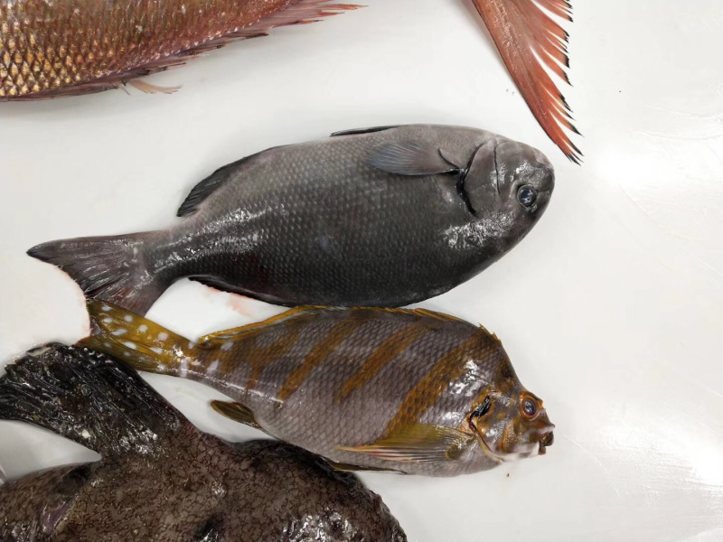 黑毛钓口黑毛钓鱼深海鱼海钓鱼刺身日料食材