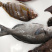 黑毛钓口黑毛钓鱼深海鱼海钓鱼刺身日料食材