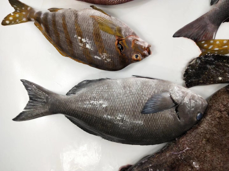 黑毛钓口黑毛钓鱼深海鱼海钓鱼刺身日料食材