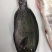 黑毛钓口黑毛钓鱼深海鱼海钓鱼刺身日料食材