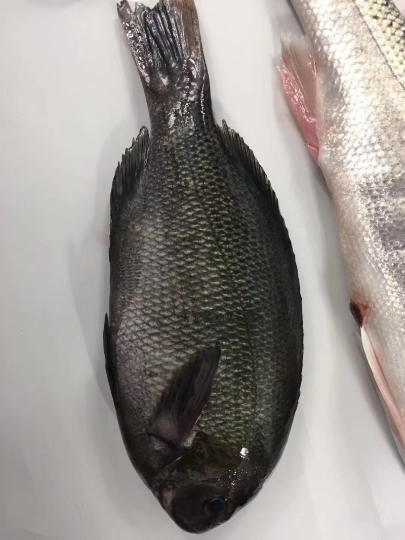 黑毛钓口黑毛钓鱼深海鱼海钓鱼刺身日料食材