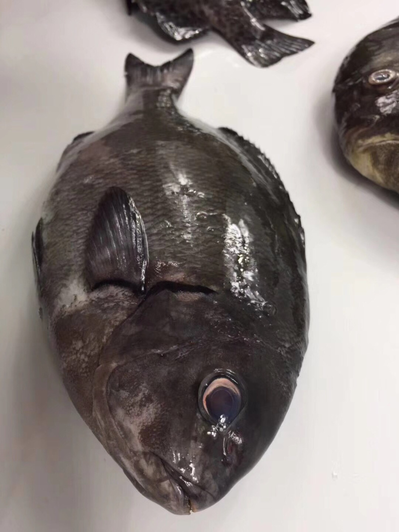黑毛钓口黑毛钓鱼深海鱼海钓鱼刺身日料食材