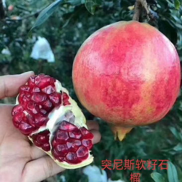 云南省大理白族自治州宾川县高原突尼斯软籽石榴