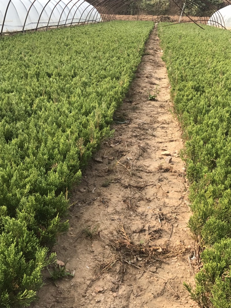 自产自销特价小龙柏床苗嫁接苗母本粗壮根系发达