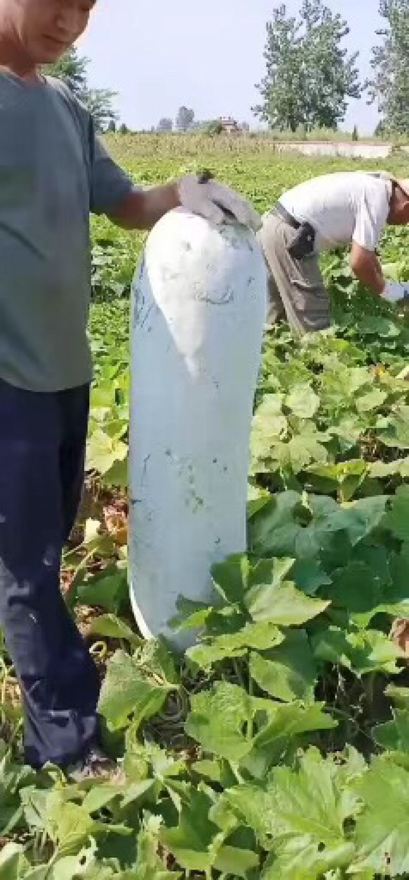 精品白皮冬瓜大量上市，一手货源保质保量价格便宜